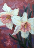 Daffodils