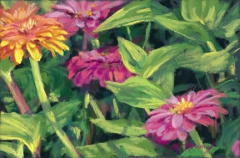 Zinnias
